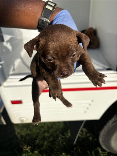 Photo of A661704, adoptable Chihuahua in Houston, Texas