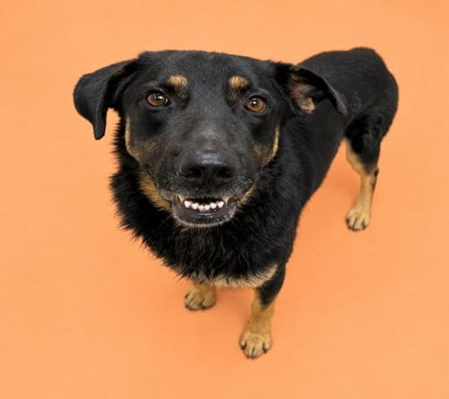 Photo of Mr. Mike, adoptable German Shepherd Dog in HESPERIA, California