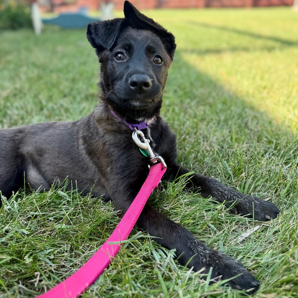 Photo of Phase 10, adoptable Mixed Breed (Medium) in Buffalo, Minnesota
