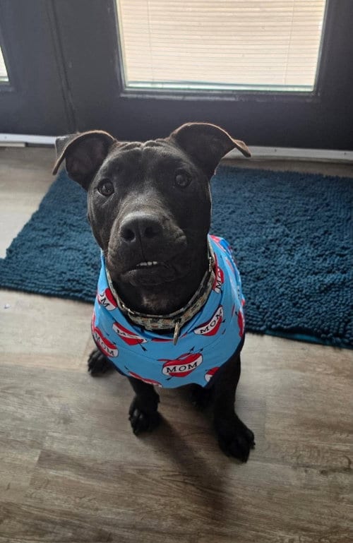 Photo of Ardmore, adoptable American Pit Bull Terrier in Germantown, Ohio