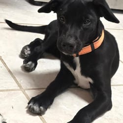 Photo of 1127 (2026) Rowan, adoptable Shepherd, Australian Miniature Mixed Breed (Medium) in Parker, Colorado