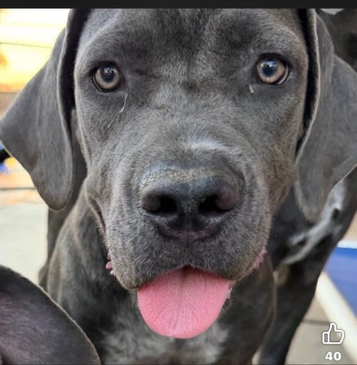 Photo of Chonkers, adoptable Cane Corso Mastiff in Goodyear, Arizona