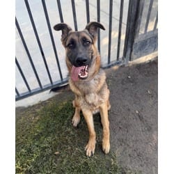 Photo of Devin, adoptable German Shepherd Dog in Jurupa Valley, California