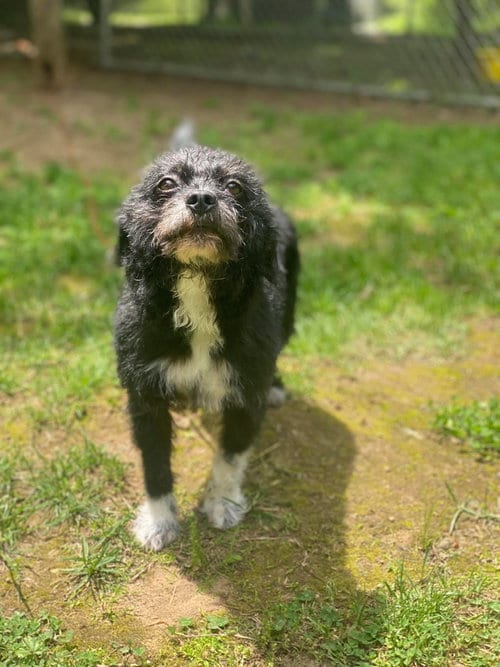 Photo of Oreo, adoptable Terrier in Lewistown, Pennsylvania