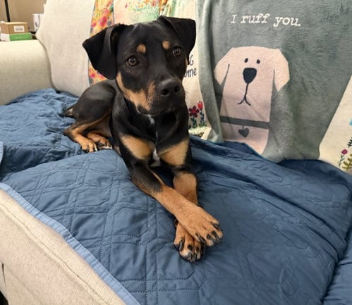 Photo of Lola, adoptable Unknown breed (medium coat) in Doylestown, Pennsylvania