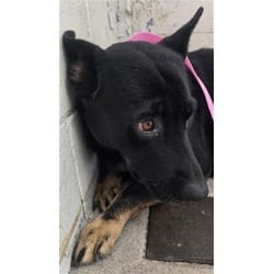 Photo of Grayson, adoptable German Shepherd Dog in San Bernardino, California