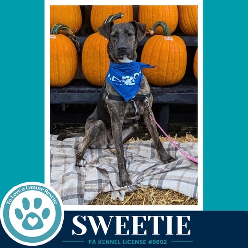 Photo of Sweetie (Mom to Sweeties Sweets) 082926, adoptable Shepherd in Kimberton, Pennsylvania