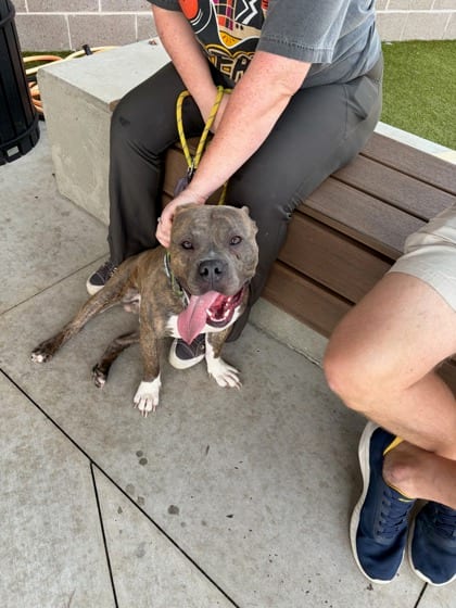 Photo of Pitta, adoptable dog in Atlanta, Georgia