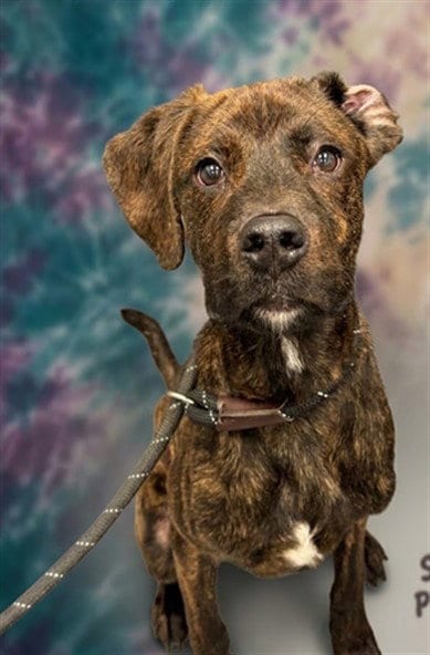 Photo of Atkins, adoptable Hound in Peoria, Illinois