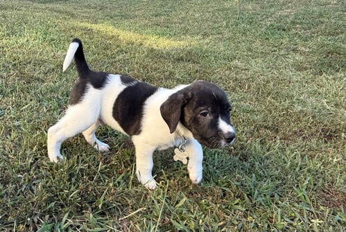 Photo of Hunter - Halloween Litter, adoptable Anatolian Shepherd in Holly Springs, North Carolina