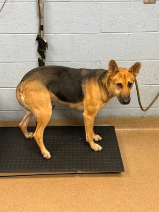 Photo of Sensory, adoptable dog in Chamblee, Georgia