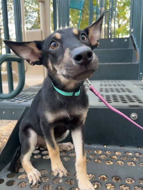 Photo of Pippa, adoptable Shepherd in Salt Lake City, Utah