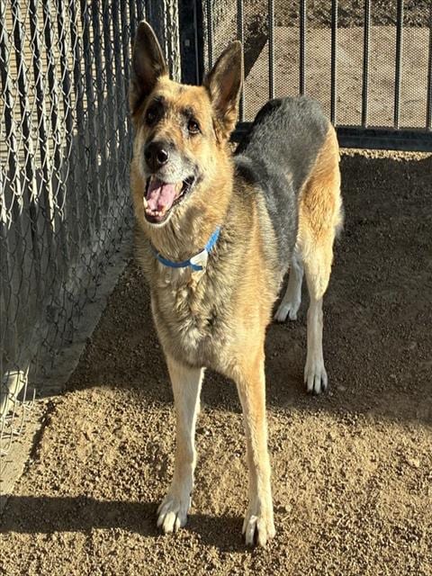 Photo of Max, adoptable German Shepherd Dog in Riverside, California