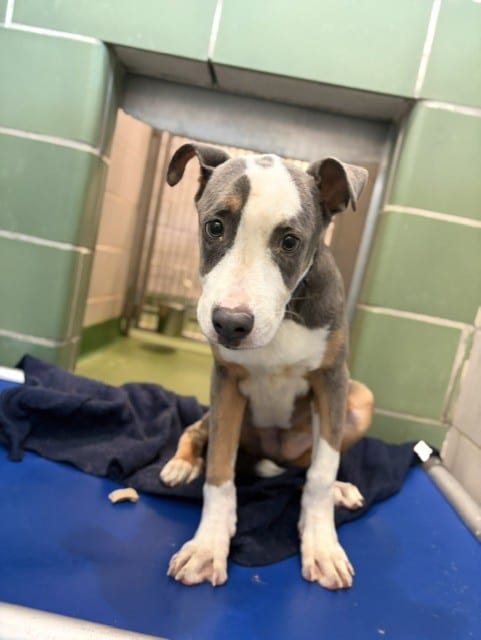 Photo of Miso, adoptable Mixed Breed