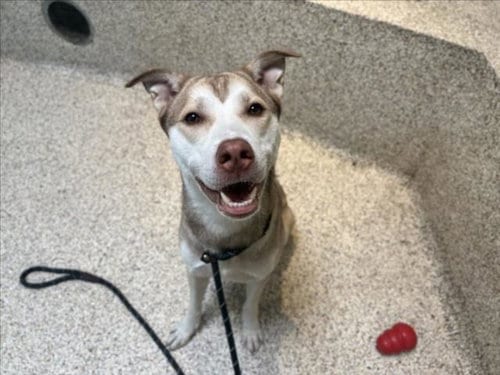 Photo of Carl, adoptable Siberian Husky in Los Angeles, California