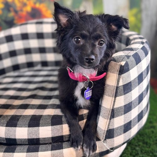 Photo of Pancake, adoptable Pomeranian in Garland, Texas