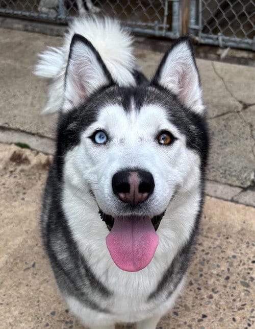 Photo of Peppa, adoptable Siberian Husky in Matawan, New Jersey