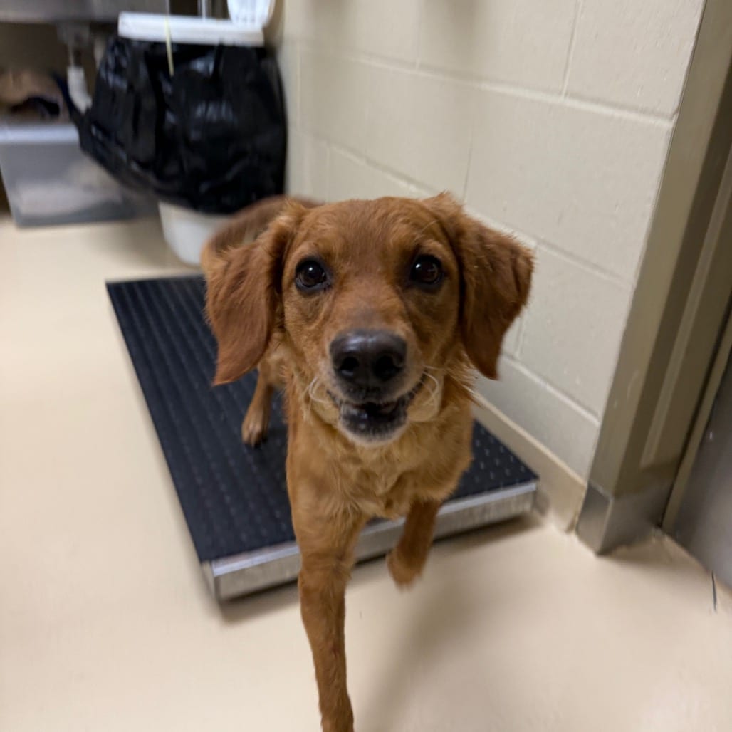 Photo of Peanut, adoptable Mixed Breed (Medium) in Winston-Salem, North Carolina