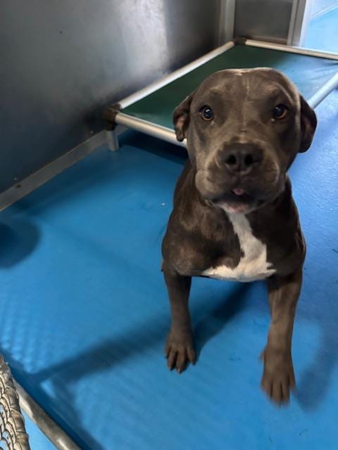 Photo of Finoa, adoptable Pit Bull Terrier in Bakersfield, California