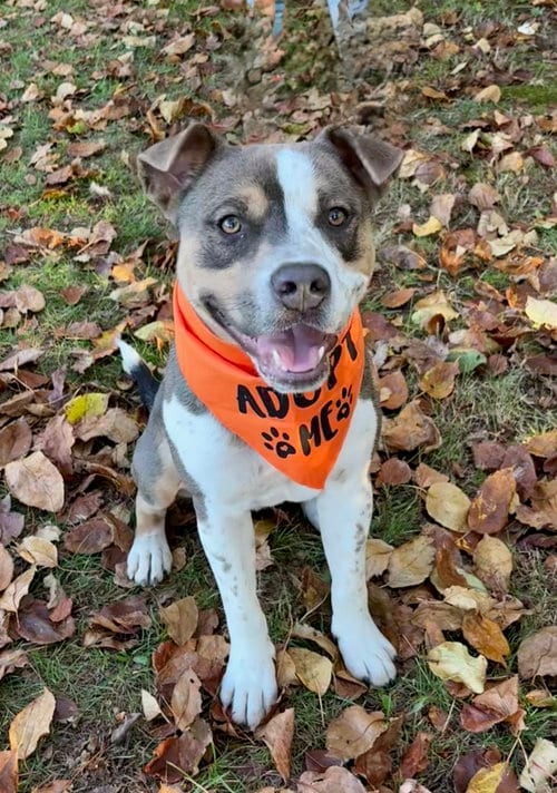 Photo of Jagger, adoptable American Staffordshire Terrier in Spring Lake, New Jersey