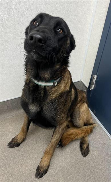 Photo of A128377, adoptable Belgian Shepherd Malinois in HESPERIA, California