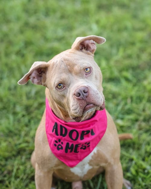 Photo of Rocky II, adoptable Unknown breed (short coat) in Gainesville, Florida