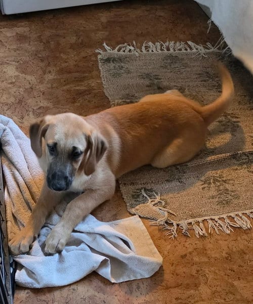 Photo of Sierra's pup Nevada (red), adoptable Great Dane in Bullard, Texas