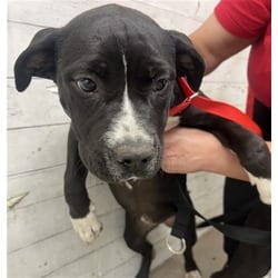 Photo of Salem, adoptable American Pit Bull Terrier in San Bernardino, California