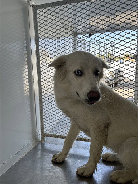 Photo of Ember, adoptable Siberian Husky in Bakersfield, California