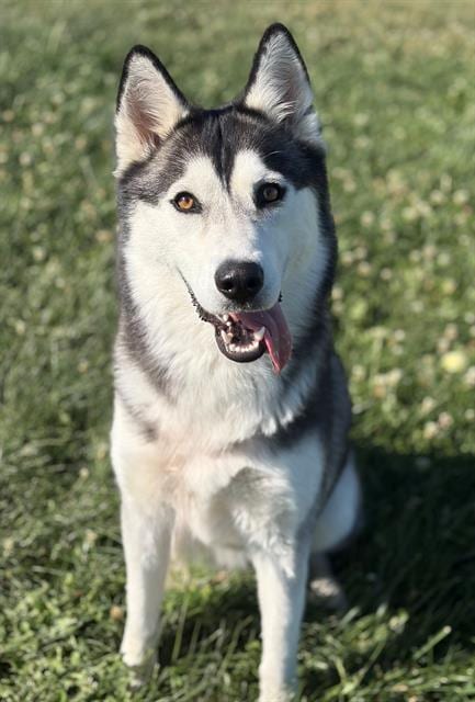 Photo of Luna, adoptable Husky in Fairfield, California