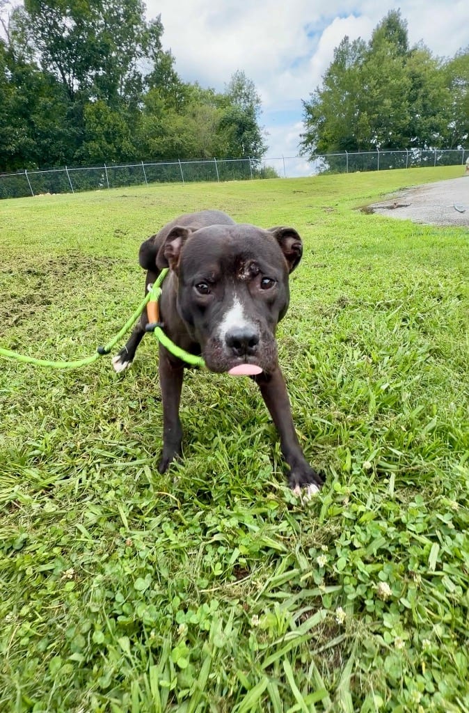 Photo of Mosley, adoptable Pit Bull Terrier in Chickamauga, Georgia