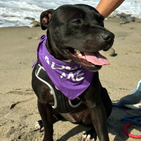 Photo of Paisley, adoptable Pit Bull Terrier in Camarillo, California