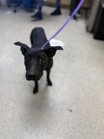 Photo of Gizmo, adoptable German Shepherd Dog in Riverside, California