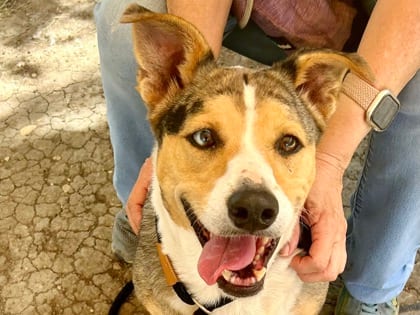 Photo of Liberty, adoptable dog in Georgetown, Texas
