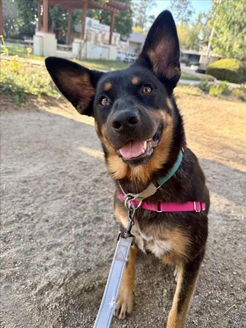 Photo of Gracie, adoptable Rottweiler in Santa Maria, California
