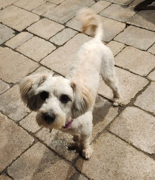 Photo of Zion CA, adoptable Havanese in Hillside, Illinois