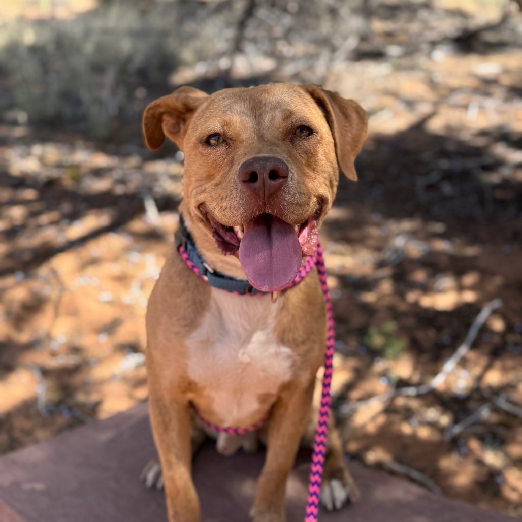 Photo of Farley, adoptable Terrier, American Pit Bull / Mix in Kanab, Utah
