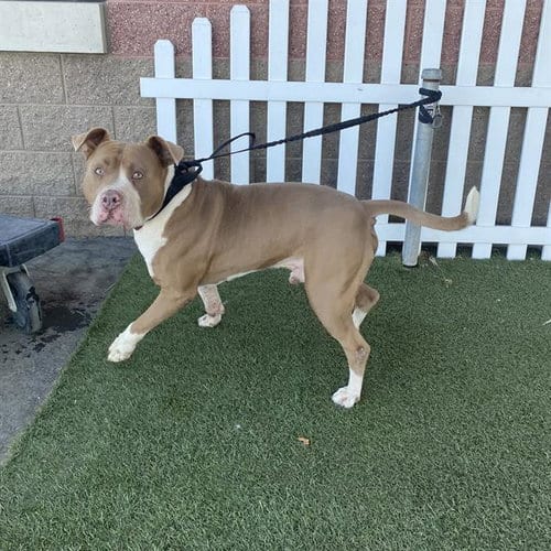 Photo of Canelo, adoptable Pit Bull Terrier in Modesto, California