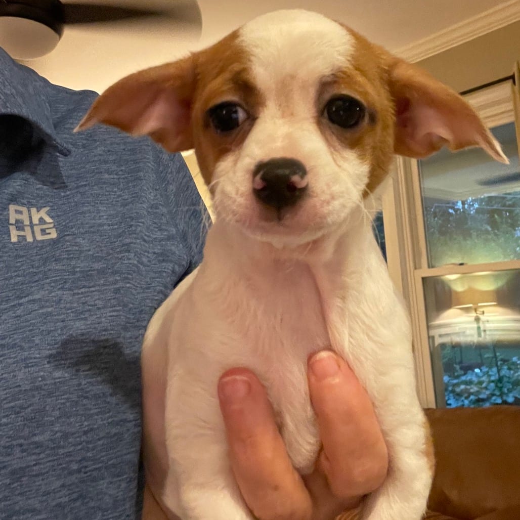 Photo of Pebbles, adoptable Chihuahua in Georgia, Georgia