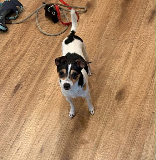 Photo of Damon, adoptable Chihuahua in San Francisco, California