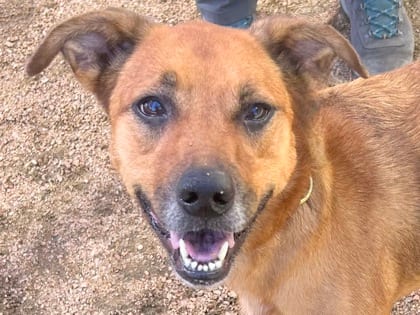Photo of Hailey, adoptable dog in Georgetown, Texas