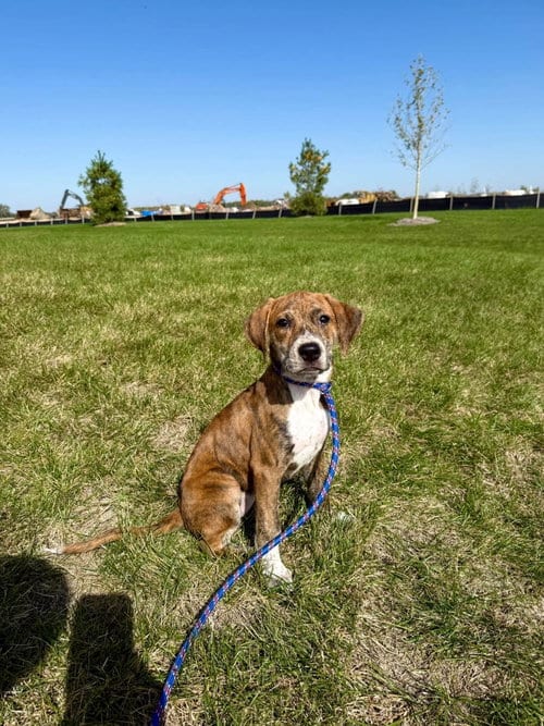 Photo of Sheila, adoptable Hound in Gilberts, Illinois