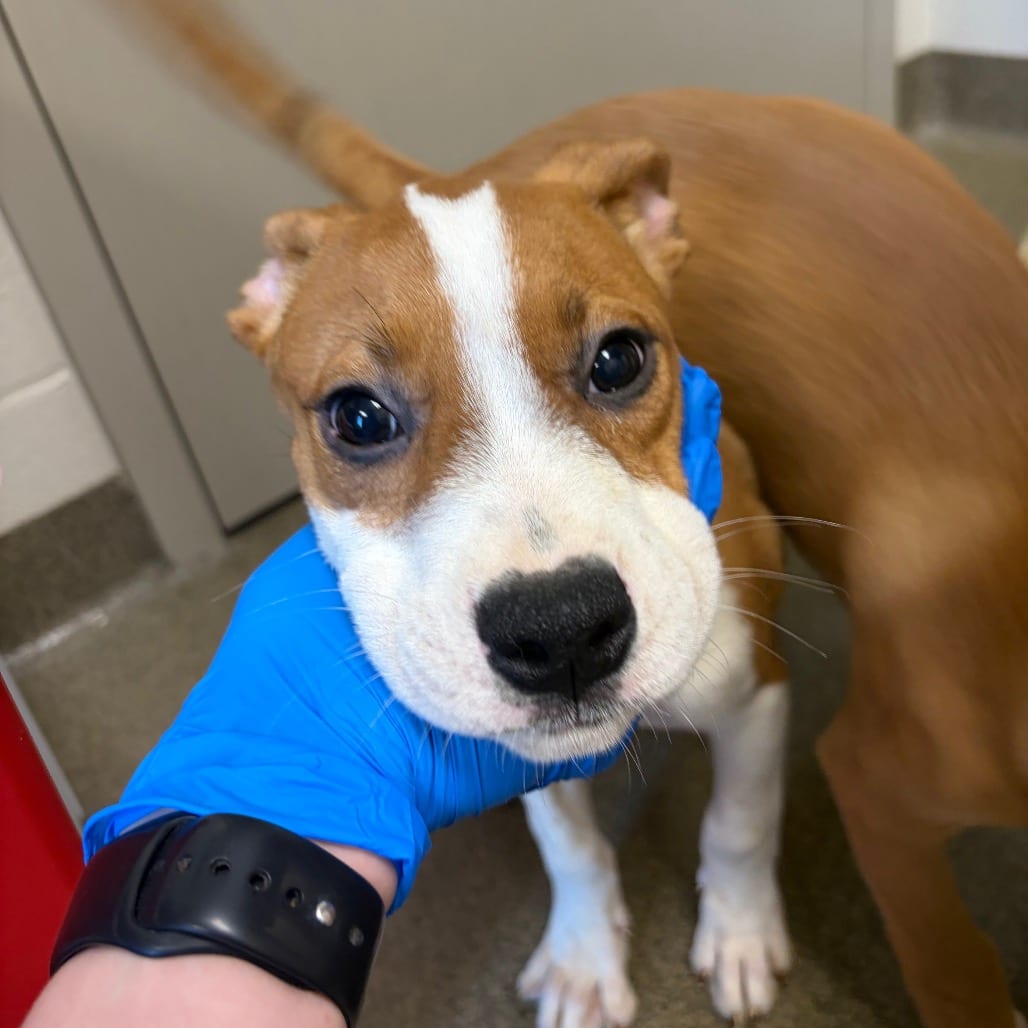 Photo of Donut, adoptable Boxer / Mixed Breed (Medium) in Council Bluffs, Iowa