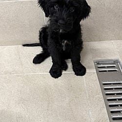 Photo of Storm, adoptable Poodle (Standard) Australian Shepherd in Locust Grove, Georgia