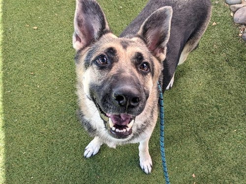 Photo of Raven, adoptable German Shepherd Dog in Mesa, Arizona
