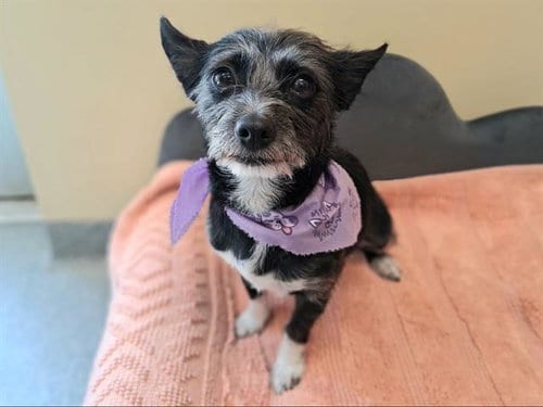 Photo of Mamas, adoptable Cairn Terrier in Orange, California