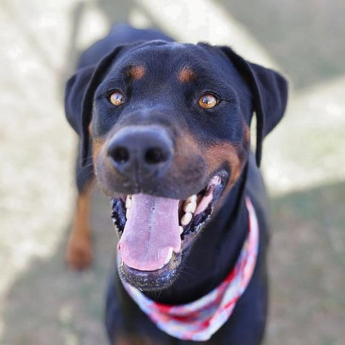 Photo of Chico, adoptable Rottweiler in San Antonio, Texas