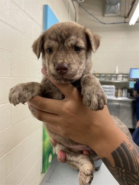 Photo of Snaxx, adoptable Labrador Retriever in Waco, Texas