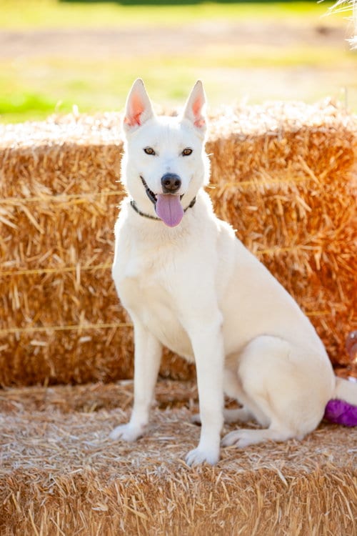 Photo of Butch, adoptable German Shepherd Dog in Alta Loma, California