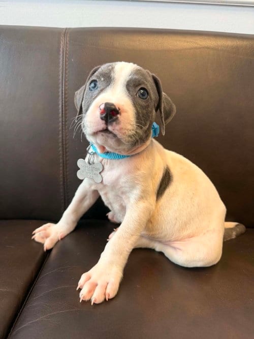 Photo of Stitch - Sewing Litter, adoptable Pit Bull Terrier in Holly Springs, North Carolina